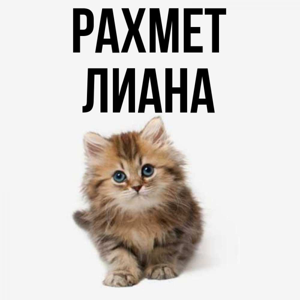 Күн сайын ашық хат с именем, Лиана рахмет пушистый котик Онлайн тегін жүктеп алу тілектері бар керемет карта 