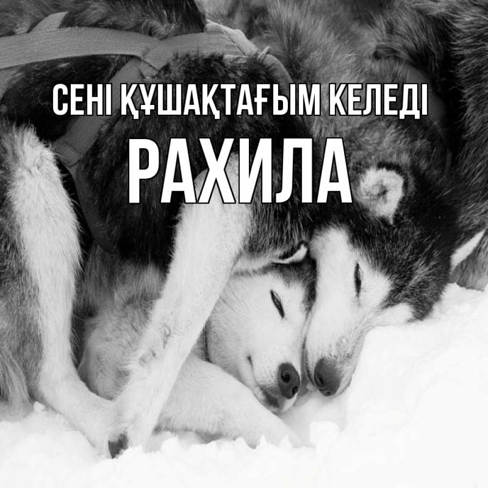 Күн сайын ашық хат с именем, РАХИЛА сені құшақтағым келеді собачки в упряжке Онлайн тегін жүктеп алу тілектері бар керемет карта 