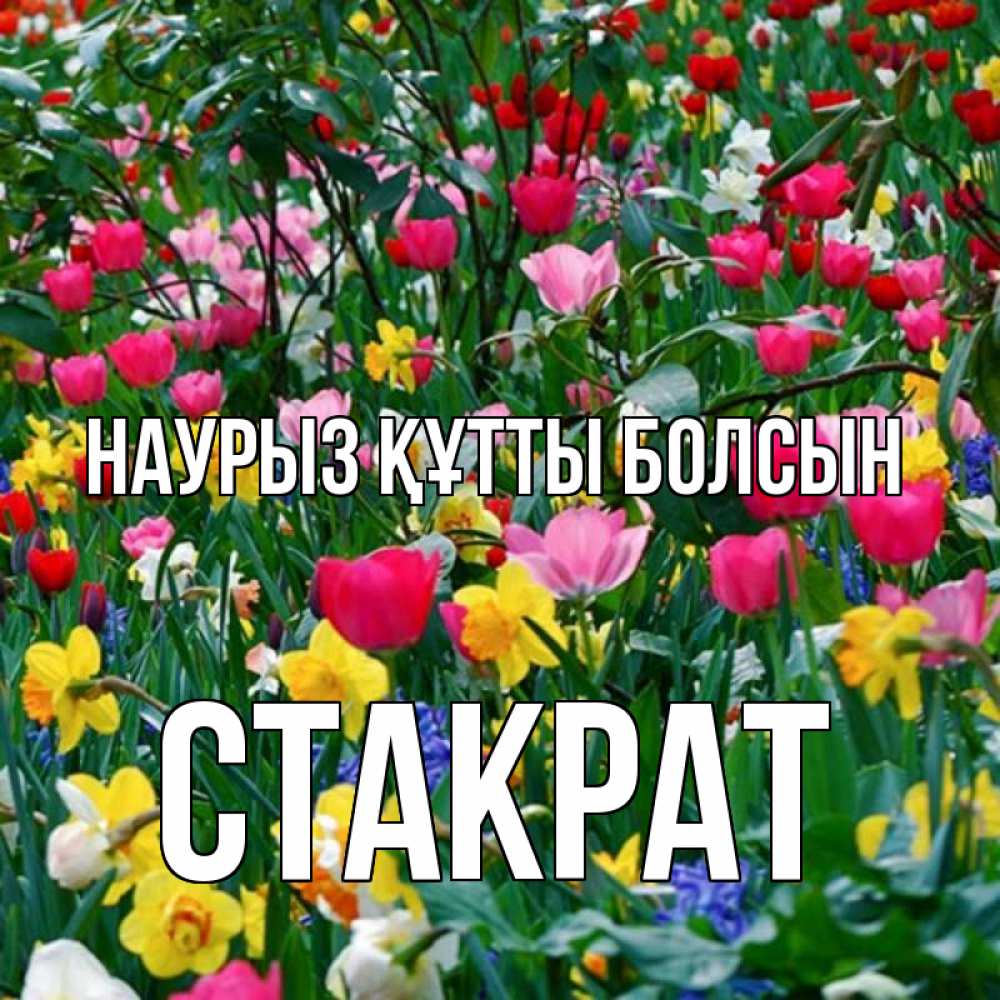 Күн сайын ашық хат с именем, Стакрат Наурыз құтты болсын с наурызом поздравления для женщины Онлайн тегін жүктеп алу тілектері бар керемет карта 