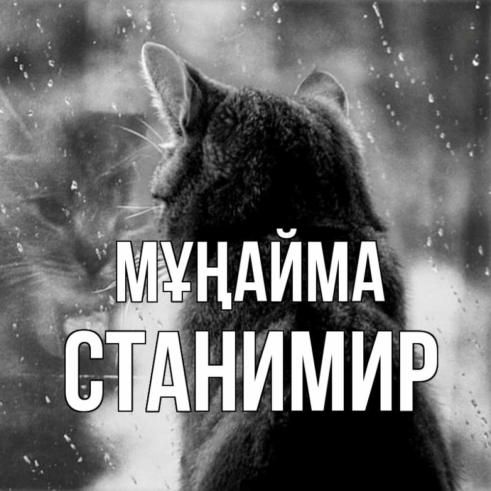Күн сайын ашық хат с именем, Станимир Мұңайма отражение кота 1 Онлайн тегін жүктеп алу тілектері бар керемет карта 