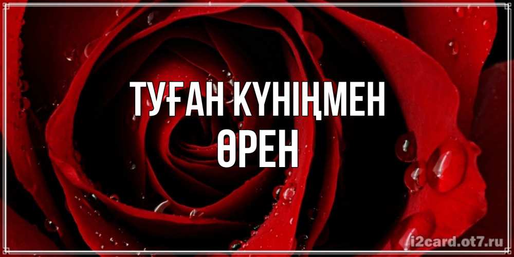 Күн сайын ашық хат с именем, ӨРЕН Туған күніңмен крупная бордовая роза Онлайн тегін жүктеп алу тілектері бар керемет карта 