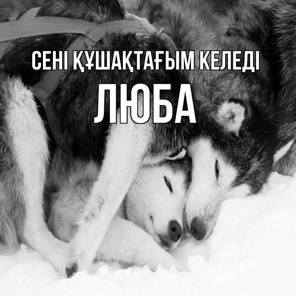 Күн сайын ашық хат с именем, Люба сені құшақтағым келеді собачки в упряжке Онлайн тегін жүктеп алу тілектері бар керемет карта 