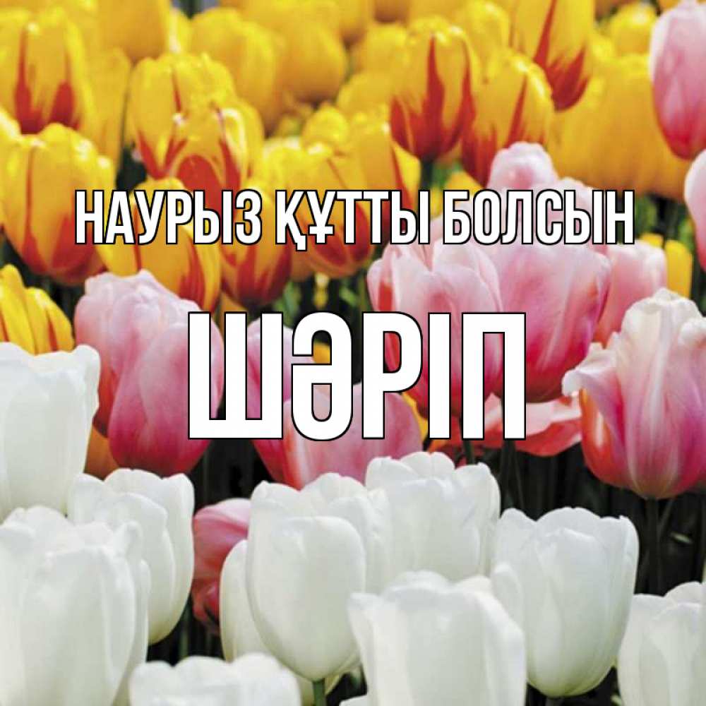 Күн сайын ашық хат с именем, ШӘРІП Наурыз құтты болсын разноцветные цветы Онлайн тегін жүктеп алу тілектері бар керемет карта 