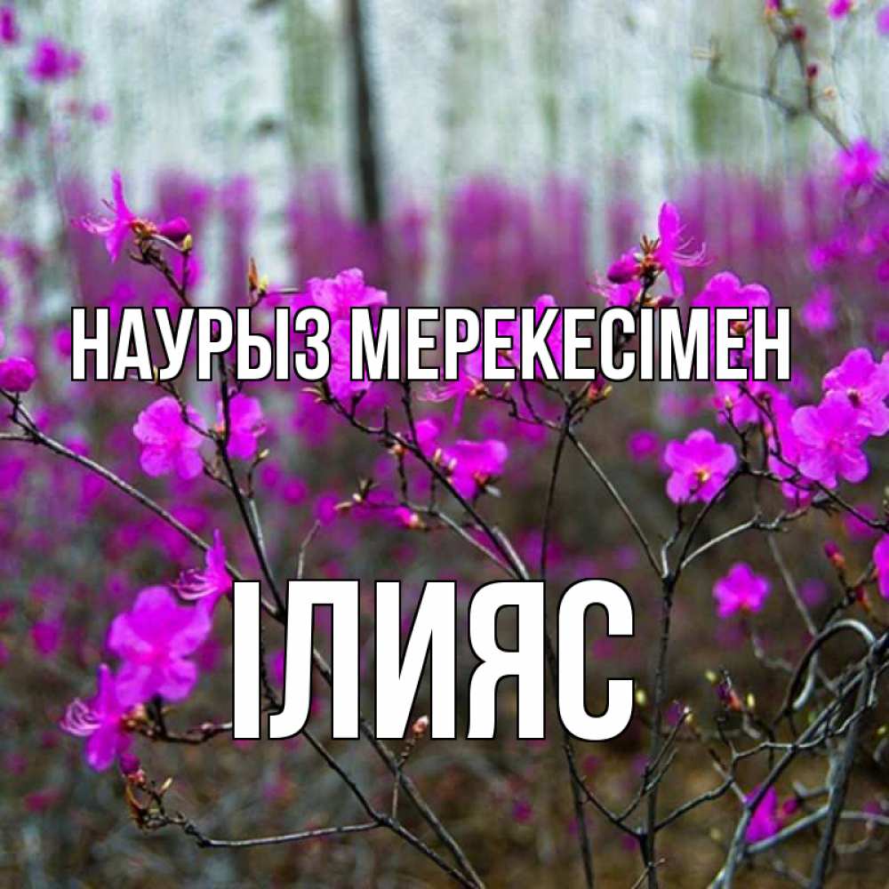Күн сайын ашық хат с именем, ІЛИЯС Наурыз мерекесімен дикие цветы Онлайн тегін жүктеп алу тілектері бар керемет карта 