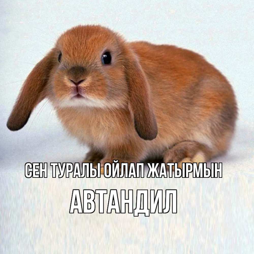 Күн сайын ашық хат с именем, Автандил Сен туралы ойлап жатырмын кроль коричневый Онлайн тегін жүктеп алу тілектері бар керемет карта 