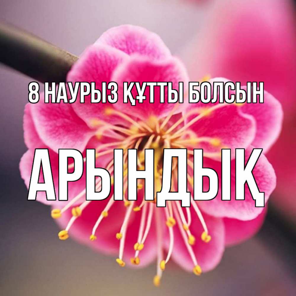 Күн сайын ашық хат с именем, Арындық 8 наурыз құтты болсын цветы Онлайн тегін жүктеп алу тілектері бар керемет карта 