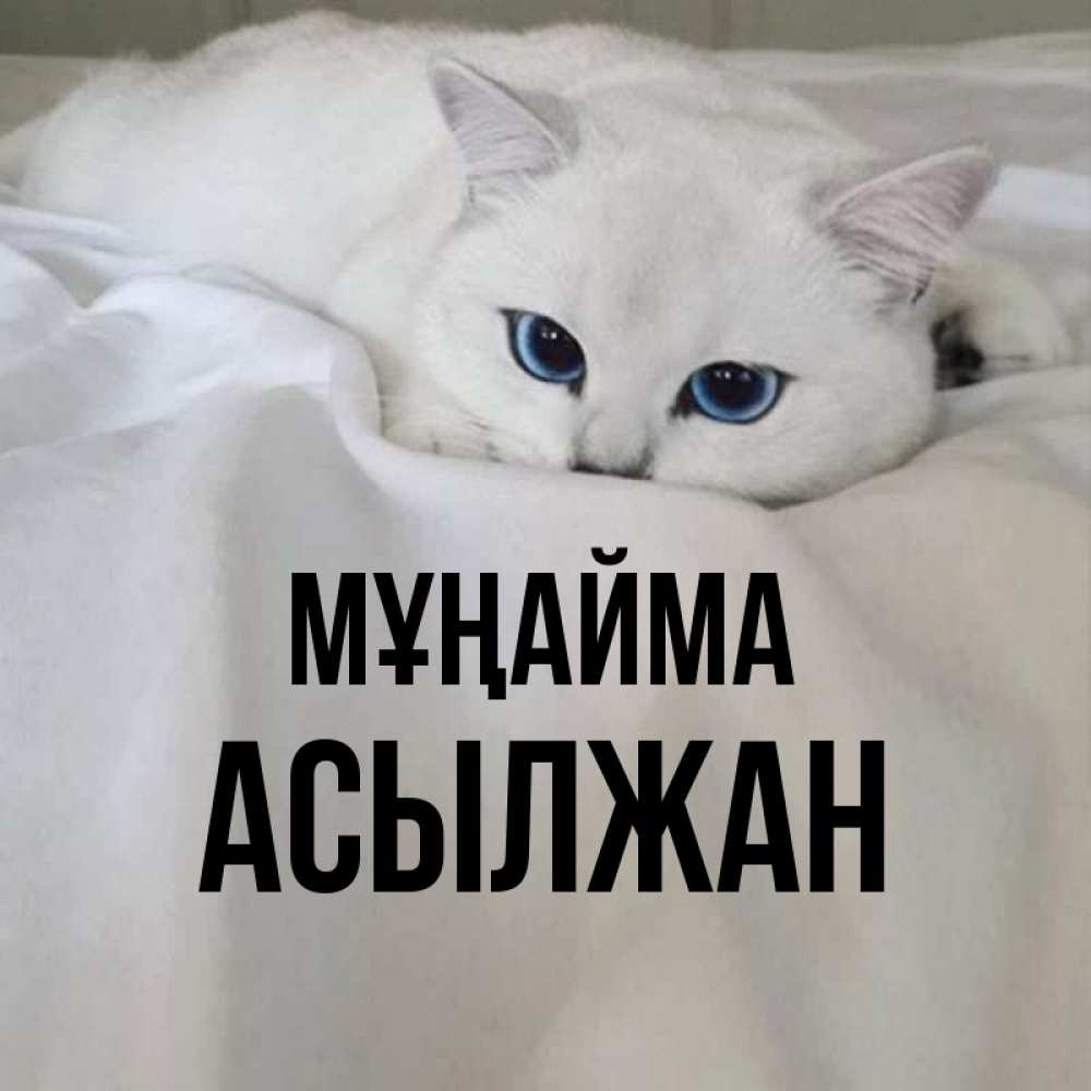 Күн сайын ашық хат с именем, Асылжан Мұңайма Голубоглазая кошка Онлайн тегін жүктеп алу тілектері бар керемет карта 