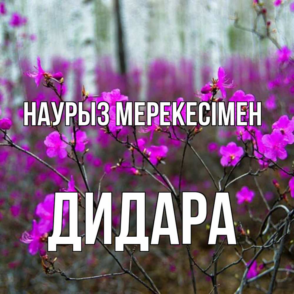Күн сайын ашық хат с именем, ДИДАРА Наурыз мерекесімен дикие цветы Онлайн тегін жүктеп алу тілектері бар керемет карта 