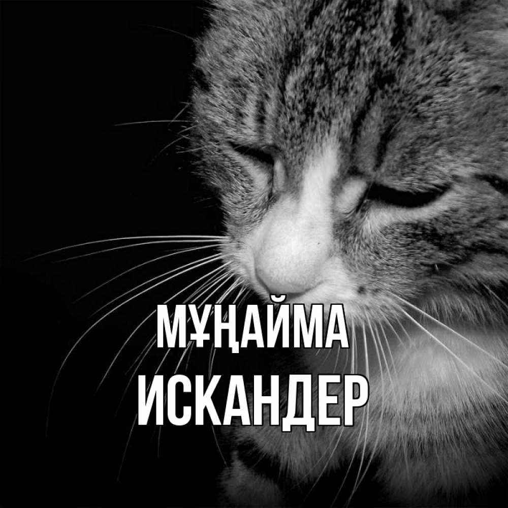 Күн сайын ашық хат с именем, Искандер Мұңайма грустный котик Онлайн тегін жүктеп алу тілектері бар керемет карта 