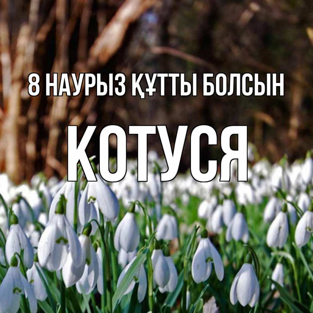 Күн сайын ашық хат с именем, Котуся 8 наурыз құтты болсын с подснежниками 1 Онлайн тегін жүктеп алу тілектері бар керемет карта 