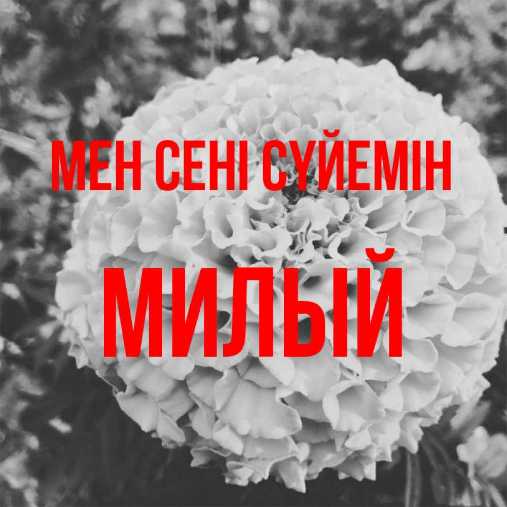 Күн сайын ашық хат с именем, Милый Мен сені сүйемін подпись Онлайн тегін жүктеп алу тілектері бар керемет карта 