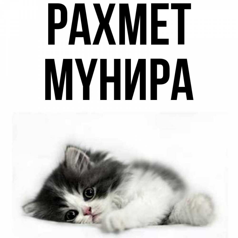 Күн сайын ашық хат с именем, МҮНИРА рахмет черный и белый кот Онлайн тегін жүктеп алу тілектері бар керемет карта 
