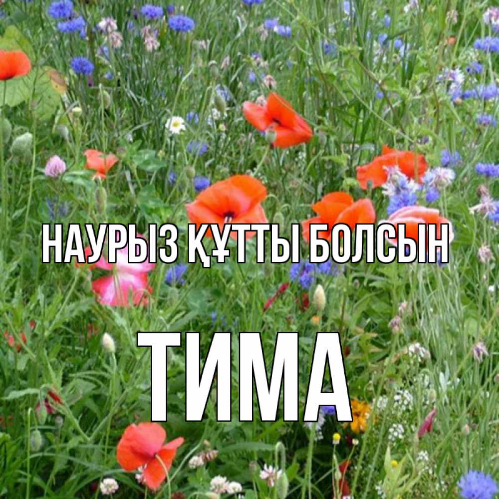 Күн сайын ашық хат с именем, Тима Наурыз құтты болсын наурыз  4 Онлайн тегін жүктеп алу тілектері бар керемет карта 
