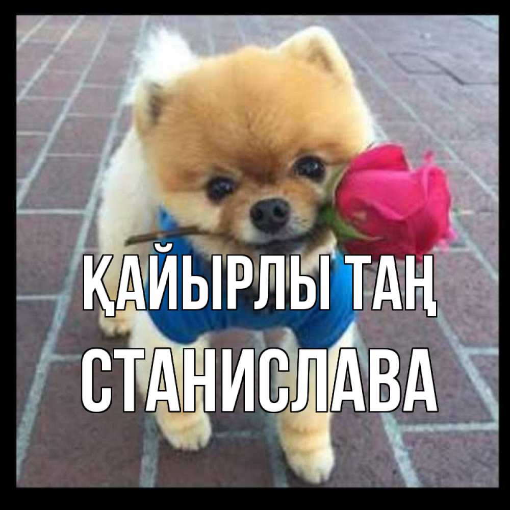 Күн сайын ашық хат с именем, Станислава Қайырлы таң роза в зубах Онлайн тегін жүктеп алу тілектері бар керемет карта 