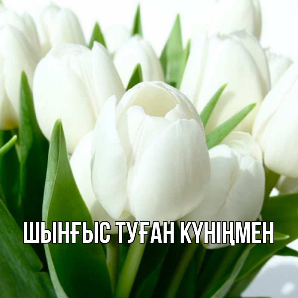 Картинка  с именем , ШЫНҒЫС! ТУҒАН КҮНІҢМЕН!