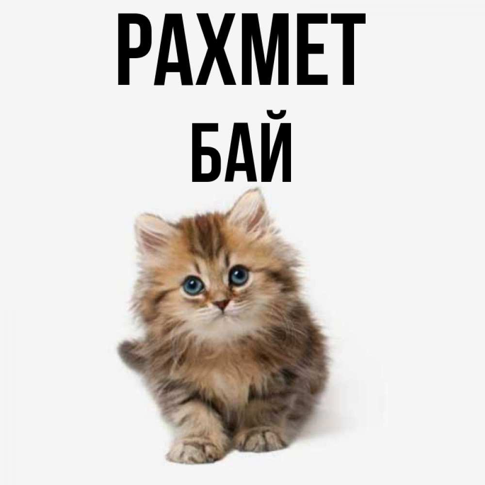Күн сайын ашық хат с именем, Бай рахмет пушистый котик Онлайн тегін жүктеп алу тілектері бар керемет карта 