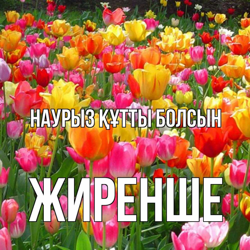 Күн сайын ашық хат с именем, Жиренше Наурыз құтты болсын на наурыз  ура ура Онлайн тегін жүктеп алу тілектері бар керемет карта 