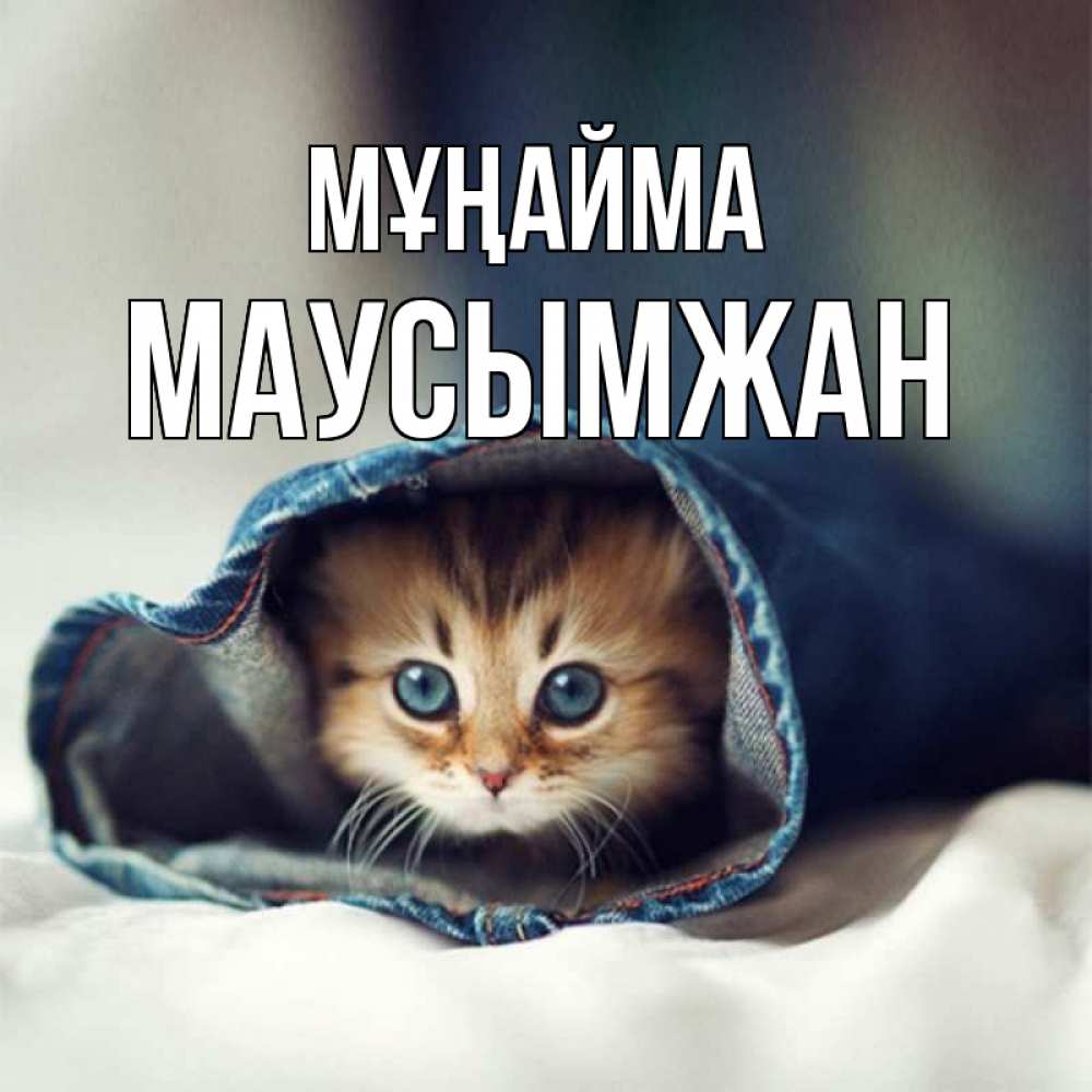Күн сайын ашық хат с именем, МАУСЫМЖАН Мұңайма кот в одежде Онлайн тегін жүктеп алу тілектері бар керемет карта 