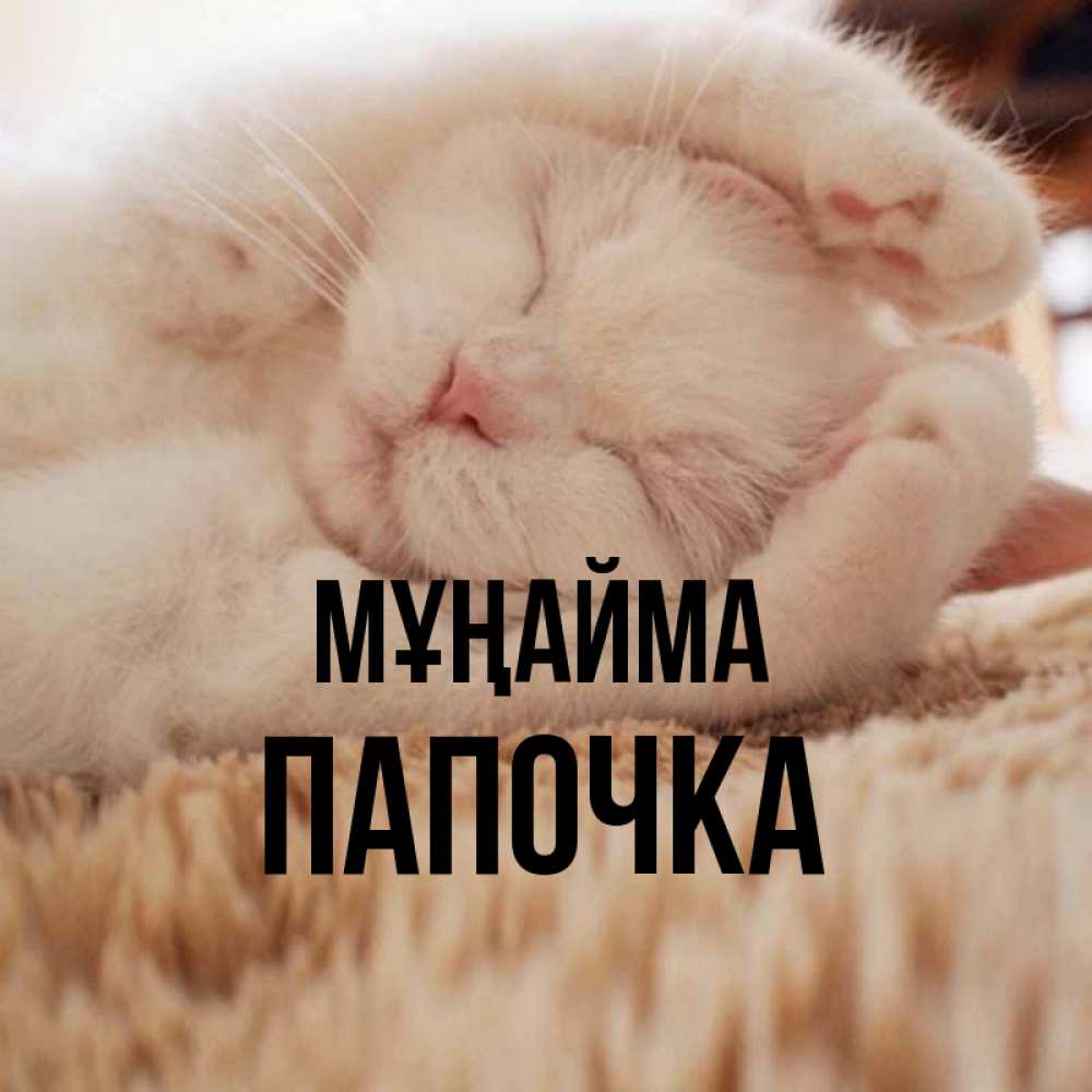 Күн сайын ашық хат с именем, Папочка Мұңайма Котенок спит Онлайн тегін жүктеп алу тілектері бар керемет карта 