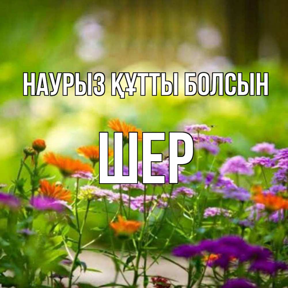 Күн сайын ашық хат с именем, ШЕР Наурыз құтты болсын цветы Онлайн тегін жүктеп алу тілектері бар керемет карта 