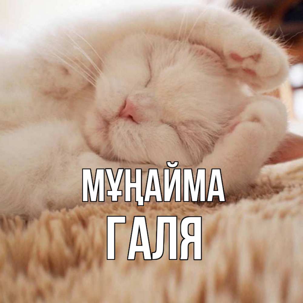 Күн сайын ашық хат с именем, Галя Мұңайма белый кот Онлайн тегін жүктеп алу тілектері бар керемет карта 