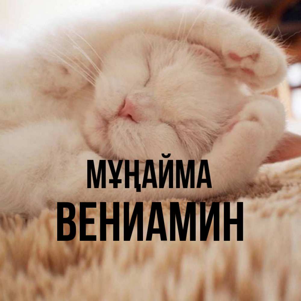 Күн сайын ашық хат с именем, Вениамин Мұңайма Котенок спит Онлайн тегін жүктеп алу тілектері бар керемет карта 