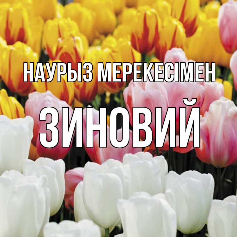 Күн сайын ашық хат с именем, Зиновий Наурыз мерекесімен разноцветные цветы Онлайн тегін жүктеп алу тілектері бар керемет карта 