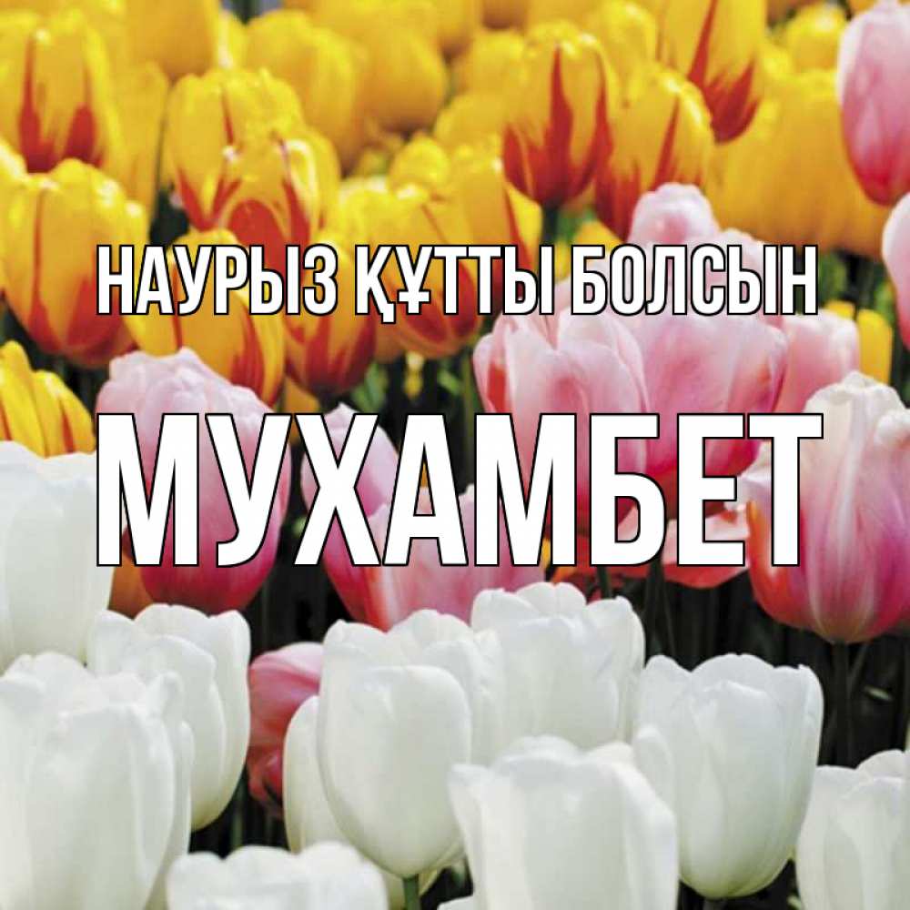 Күн сайын ашық хат с именем, МУХАМБЕТ Наурыз құтты болсын разноцветные цветы Онлайн тегін жүктеп алу тілектері бар керемет карта 
