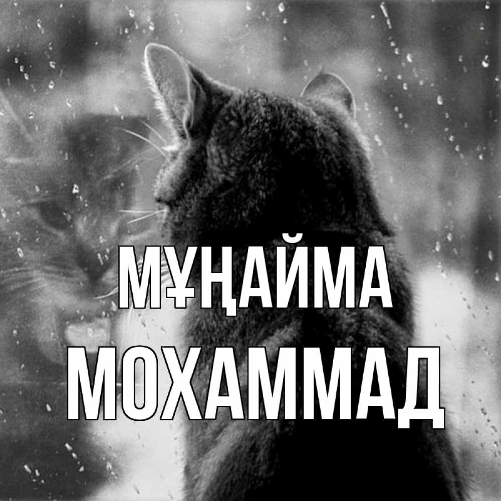 Күн сайын ашық хат с именем, Мохаммад Мұңайма отражение кота 1 Онлайн тегін жүктеп алу тілектері бар керемет карта 