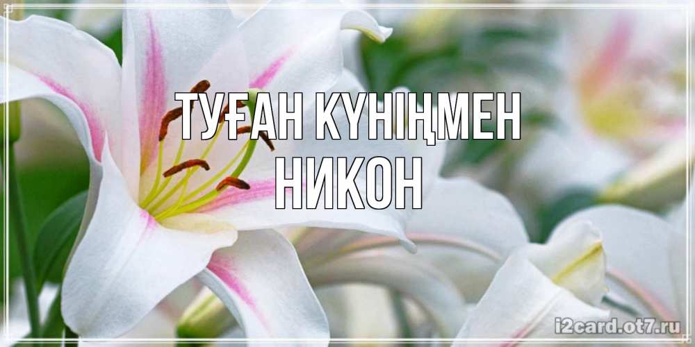 Күн сайын ашық хат с именем, Никон Туған күніңмен открытка с белой лилией Онлайн тегін жүктеп алу тілектері бар керемет карта 