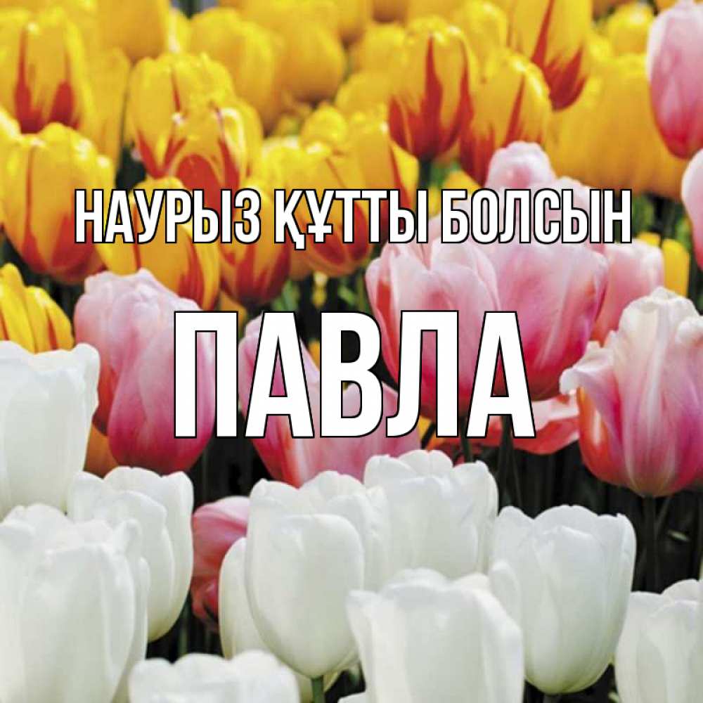 Күн сайын ашық хат с именем, Павла Наурыз құтты болсын разноцветные цветы Онлайн тегін жүктеп алу тілектері бар керемет карта 