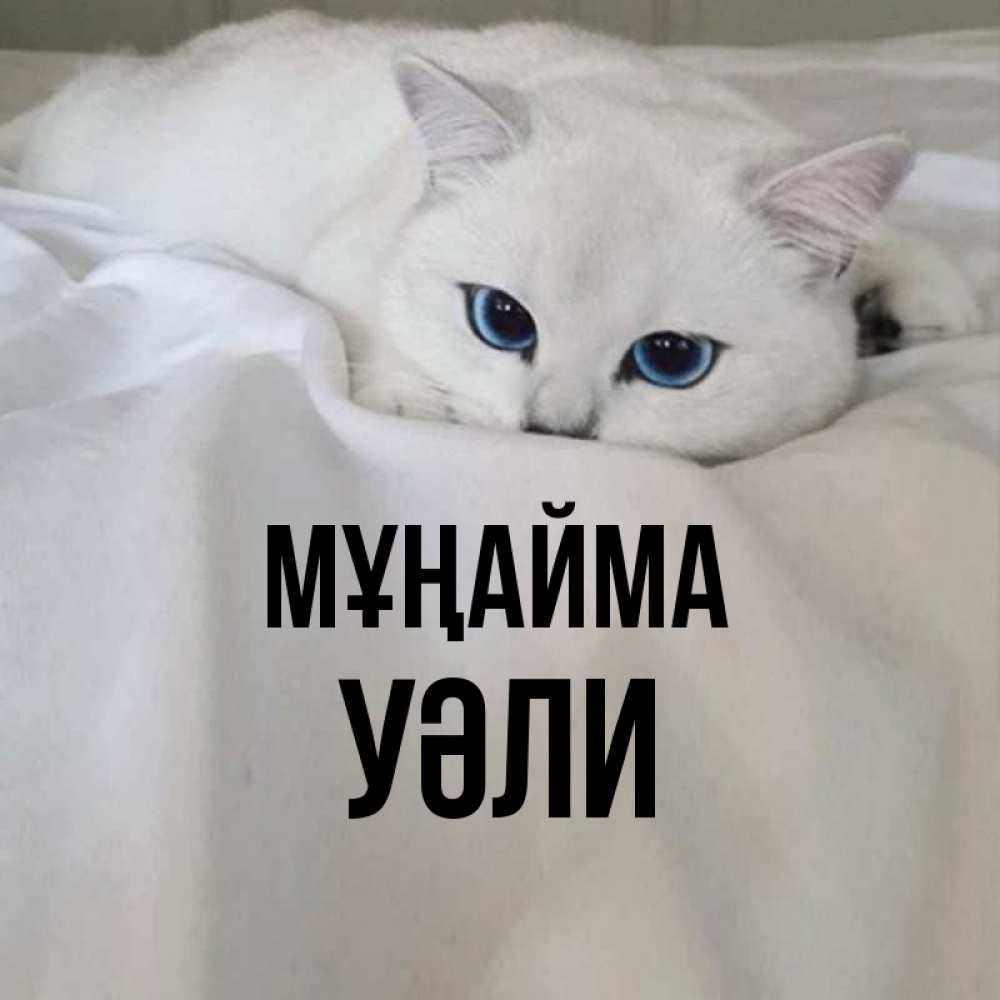 Күн сайын ашық хат с именем, УӘЛИ Мұңайма Голубоглазая кошка Онлайн тегін жүктеп алу тілектері бар керемет карта 