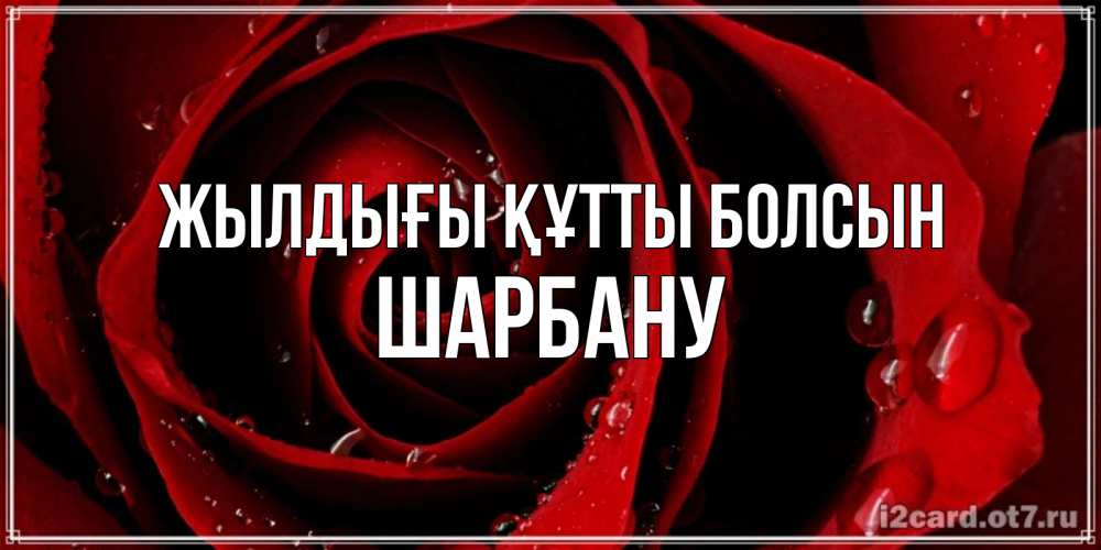 Күн сайын ашық хат с именем, ШАРБАНУ Жылдығы құтты болсын крупная бордовая роза Онлайн тегін жүктеп алу тілектері бар керемет карта 