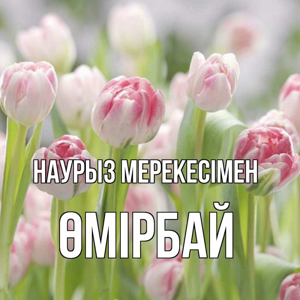 Күн сайын ашық хат с именем, ӨМІРБАЙ Наурыз мерекесімен цветы Онлайн тегін жүктеп алу тілектері бар керемет карта 