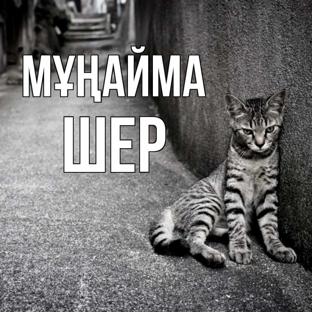 Күн сайын ашық хат с именем, ШЕР Мұңайма скучающий котик Онлайн тегін жүктеп алу тілектері бар керемет карта 