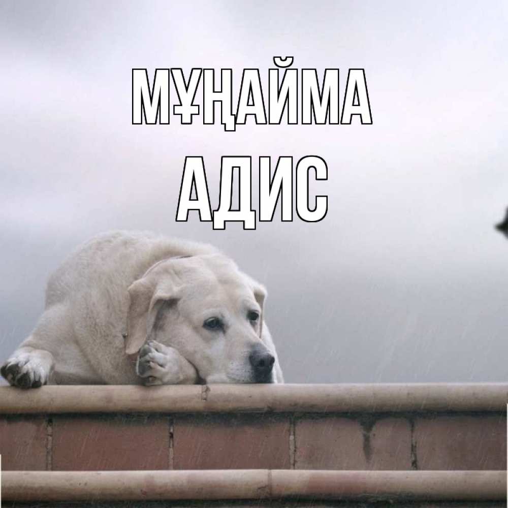 Күн сайын ашық хат с именем, Адис Мұңайма белый пес 1 Онлайн тегін жүктеп алу тілектері бар керемет карта 