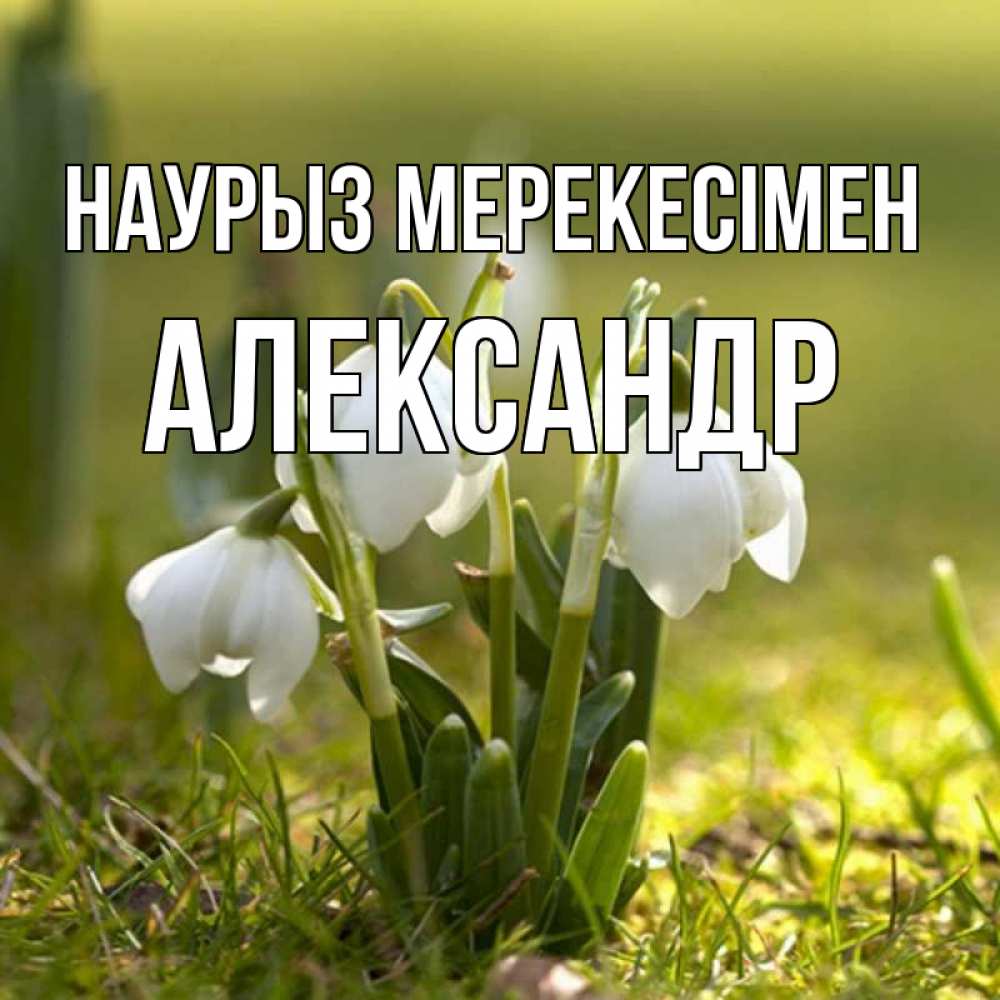 Күн сайын ашық хат с именем, Александр Наурыз мерекесімен ранние цветы 2 Онлайн тегін жүктеп алу тілектері бар керемет карта 