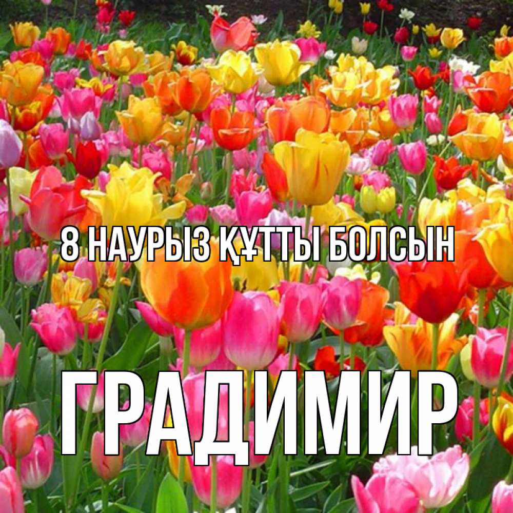 Күн сайын ашық хат с именем, Градимир 8 наурыз құтты болсын на международный женский день Онлайн тегін жүктеп алу тілектері бар керемет карта 