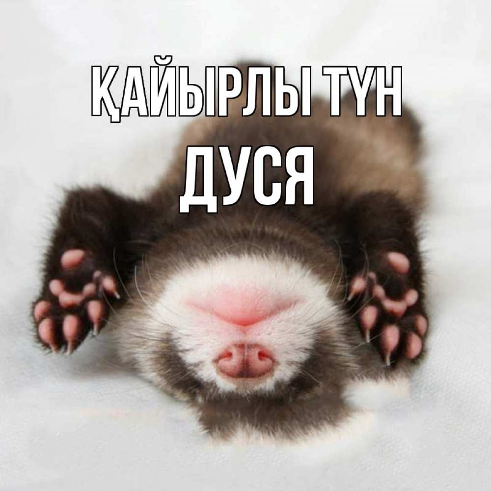 Күн сайын ашық хат с именем, Дуся Қайырлы түн зверек Онлайн тегін жүктеп алу тілектері бар керемет карта 