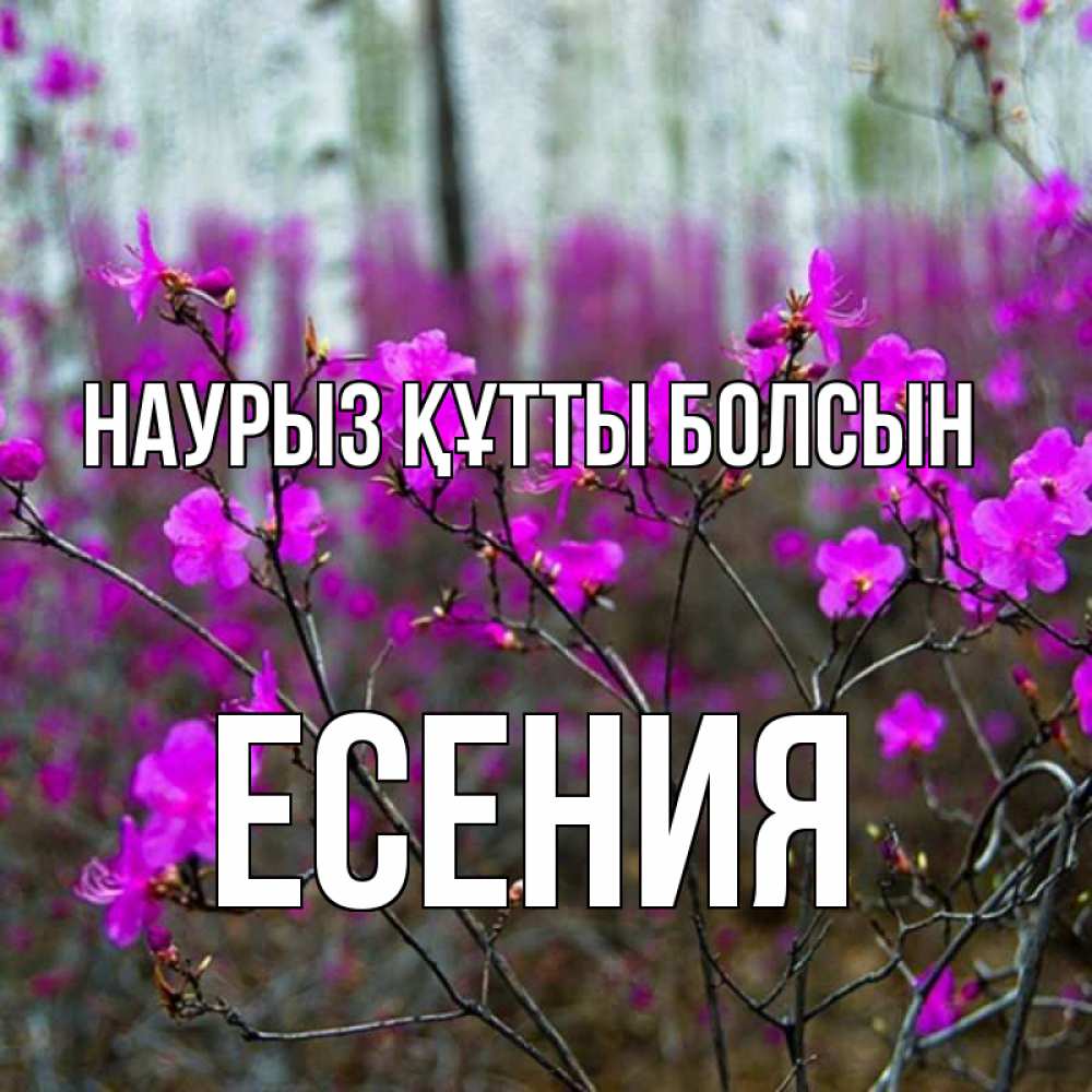 Күн сайын ашық хат с именем, Есения Наурыз құтты болсын дикие цветы Онлайн тегін жүктеп алу тілектері бар керемет карта 