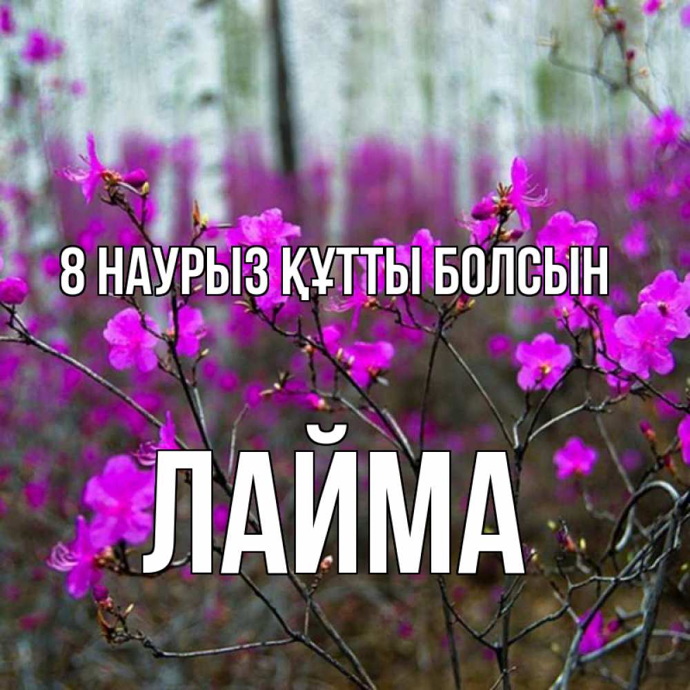 Күн сайын ашық хат с именем, Лайма 8 наурыз құтты болсын дикие цветы Онлайн тегін жүктеп алу тілектері бар керемет карта 