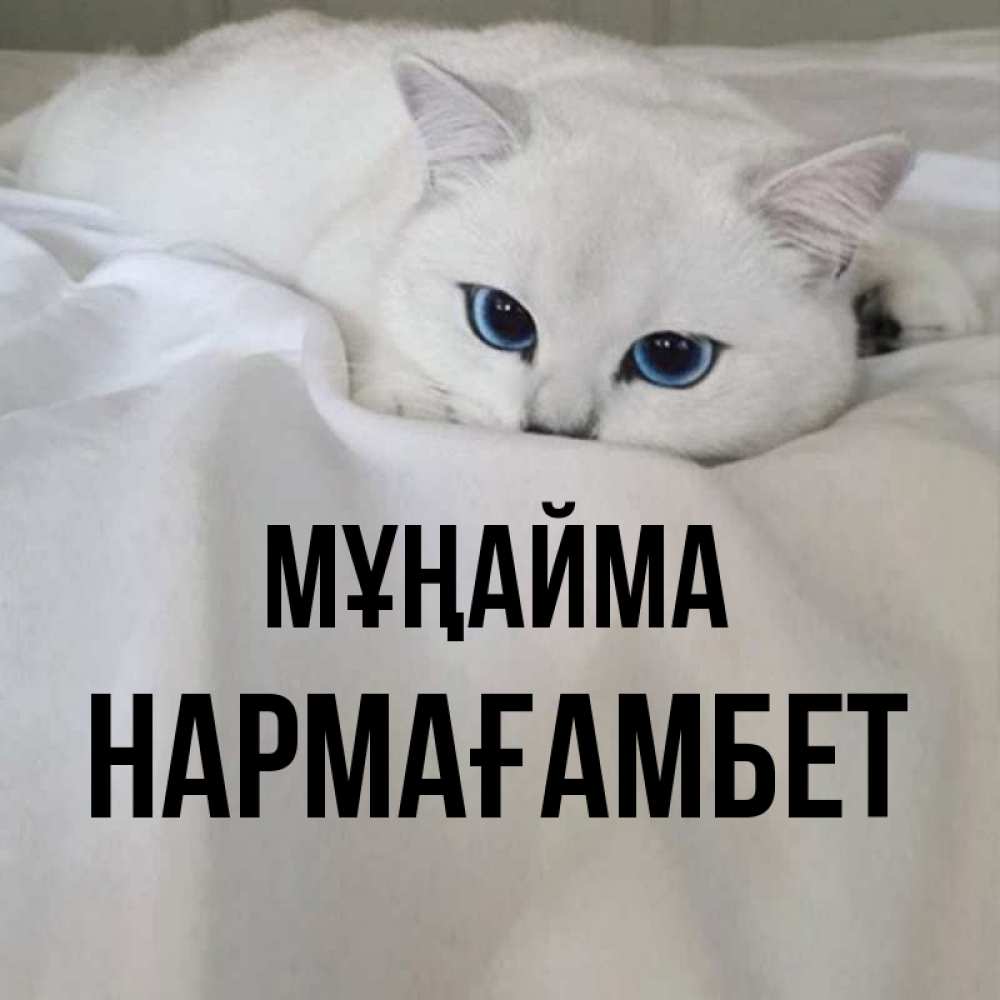 Күн сайын ашық хат с именем, НАРМАҒАМБЕТ Мұңайма Голубоглазая кошка Онлайн тегін жүктеп алу тілектері бар керемет карта 