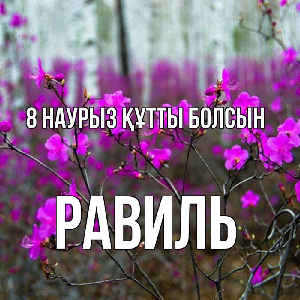 Күн сайын ашық хат с именем, Равиль 8 наурыз құтты болсын дикие цветы Онлайн тегін жүктеп алу тілектері бар керемет карта 