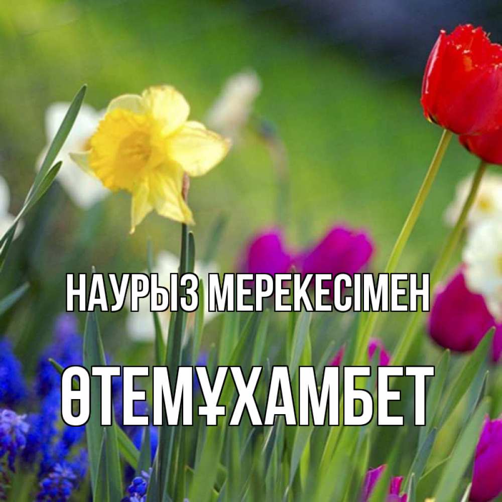 Күн сайын ашық хат с именем, ӨТЕМҰХАМБЕТ Наурыз мерекесімен праздник весны наурыз 3 Онлайн тегін жүктеп алу тілектері бар керемет карта 