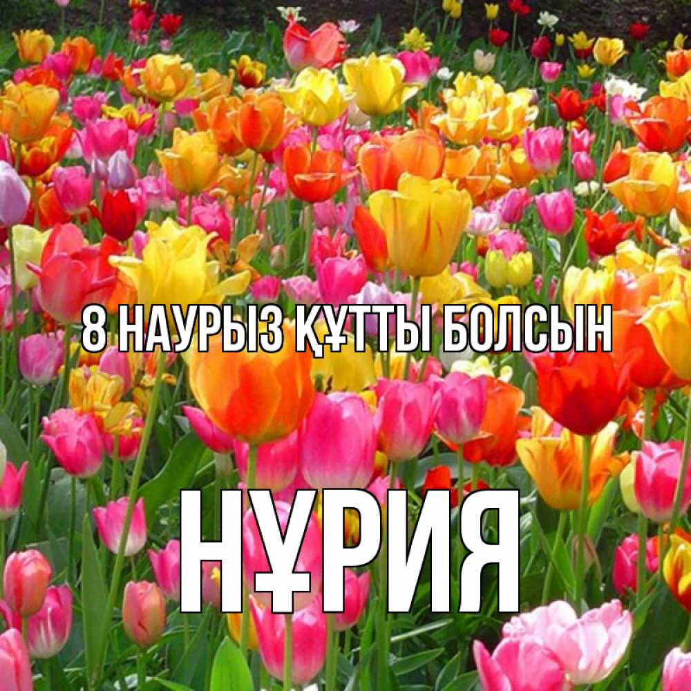 Күн сайын ашық хат с именем, НҰРИЯ 8 наурыз құтты болсын на международный женский день Онлайн тегін жүктеп алу тілектері бар керемет карта 
