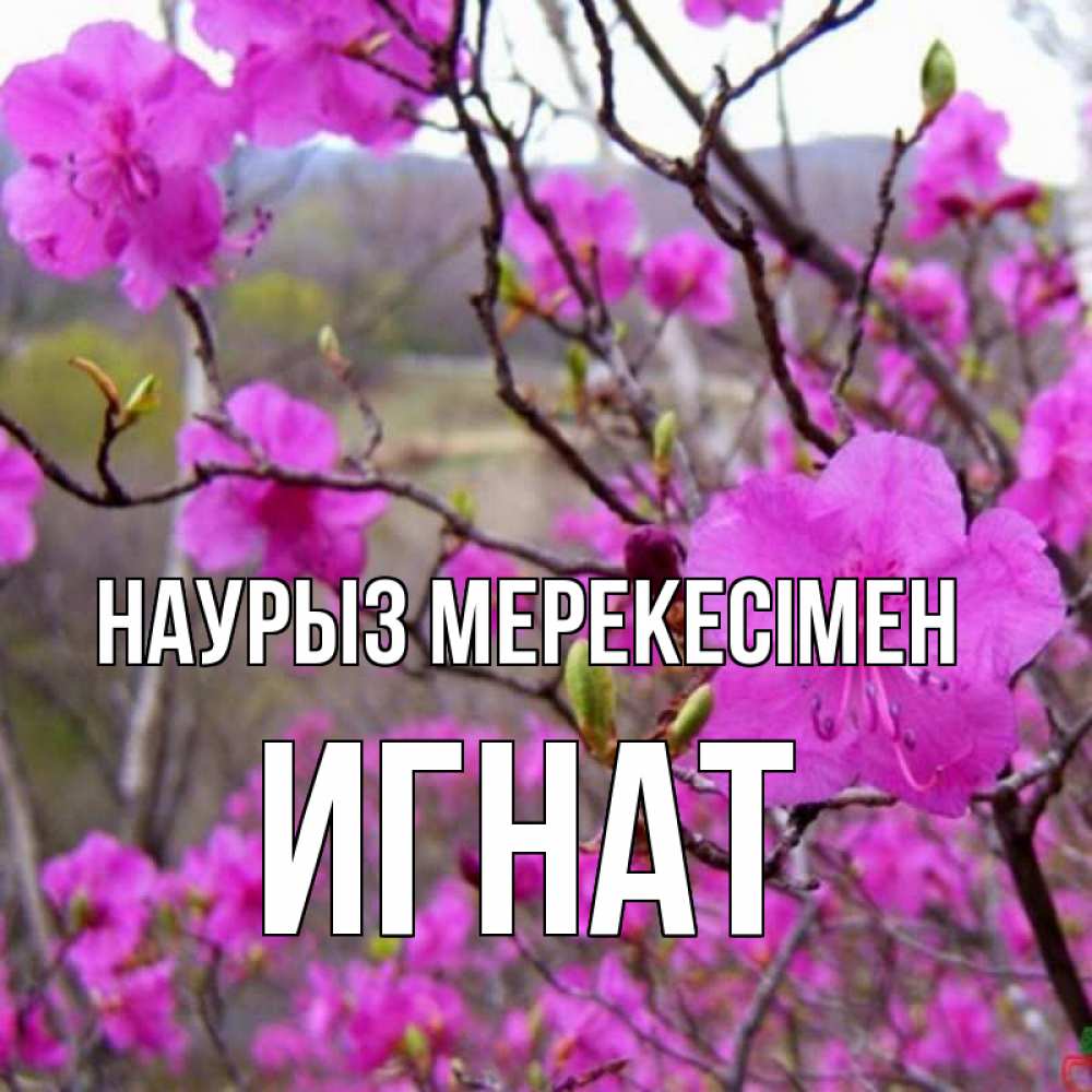 Күн сайын ашық хат с именем, Игнат Наурыз мерекесімен праздник весны наурыз Онлайн тегін жүктеп алу тілектері бар керемет карта 