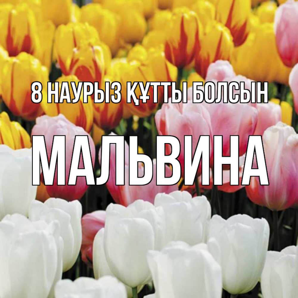 Күн сайын ашық хат с именем, Мальвина 8 наурыз құтты болсын разноцветные цветы Онлайн тегін жүктеп алу тілектері бар керемет карта 