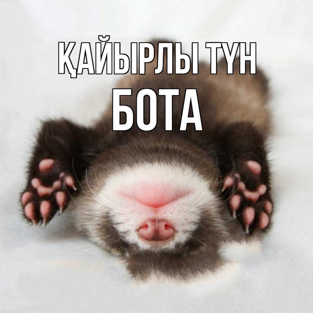 Күн сайын ашық хат с именем, БОТА Қайырлы түн зверек Онлайн тегін жүктеп алу тілектері бар керемет карта 