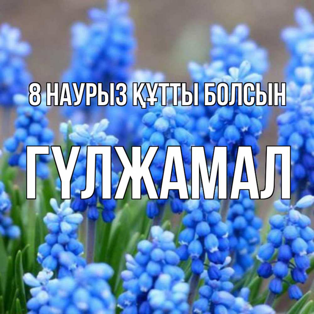 Күн сайын ашық хат с именем, ГҮЛЖАМАЛ 8 наурыз құтты болсын Поздравительная открытка для женщин с цветами на праздничную дату Онлайн тегін жүктеп алу тілектері бар керемет карта 