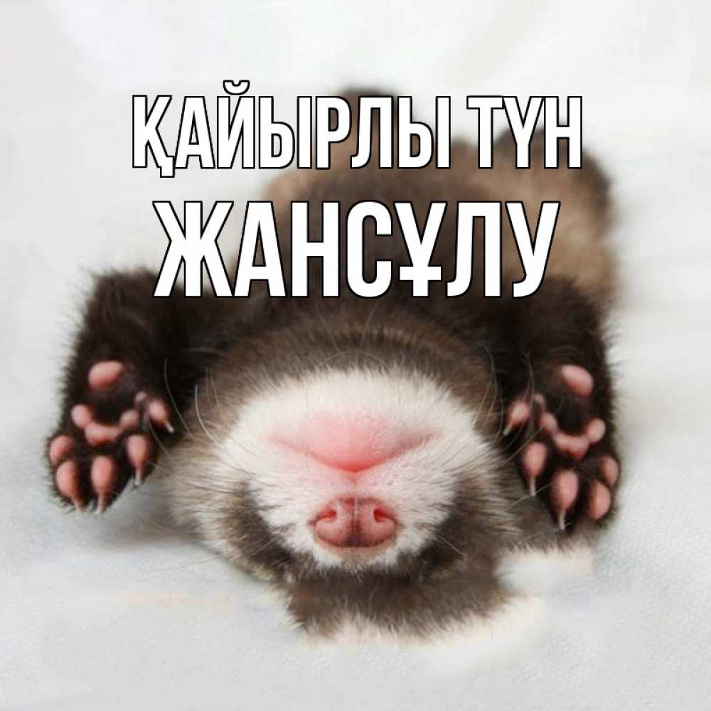 Күн сайын ашық хат с именем, Жансұлу Қайырлы түн зверек Онлайн тегін жүктеп алу тілектері бар керемет карта 